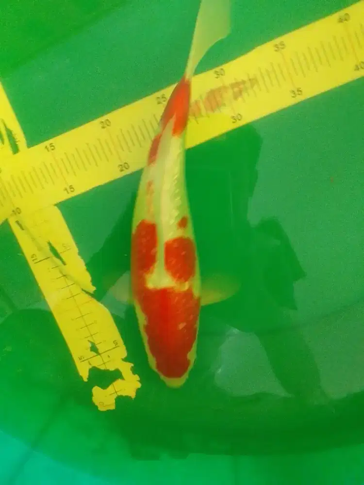 Ikan koi jenis Kohaku Ginrin 37cm HQ