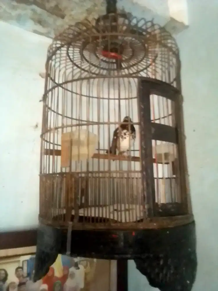 AK katarak makan MASIH ASIK di BSD