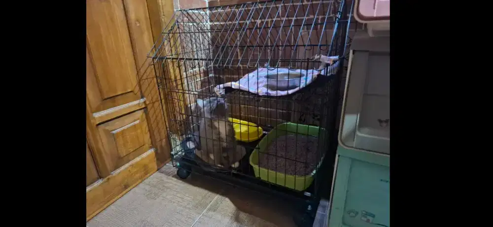 Kandang Kucing KittyDom