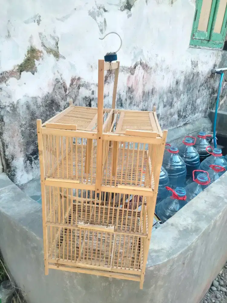 Sngkar jeplak burung