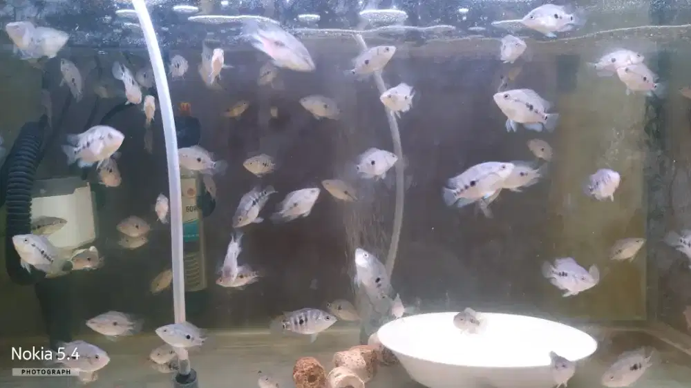 Burayak louhan x red devil