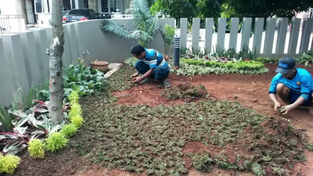 Tukang pasang / tanam rumput minimalis