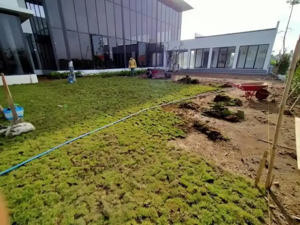 Tukang tanam rumput minimalis