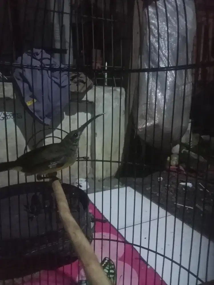 Pijantung pisang A2 burja