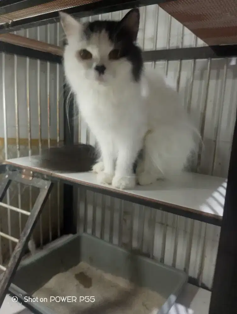 Kucing Persia Flatnose