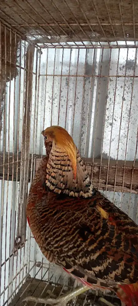 Golden Pheasant Jantan