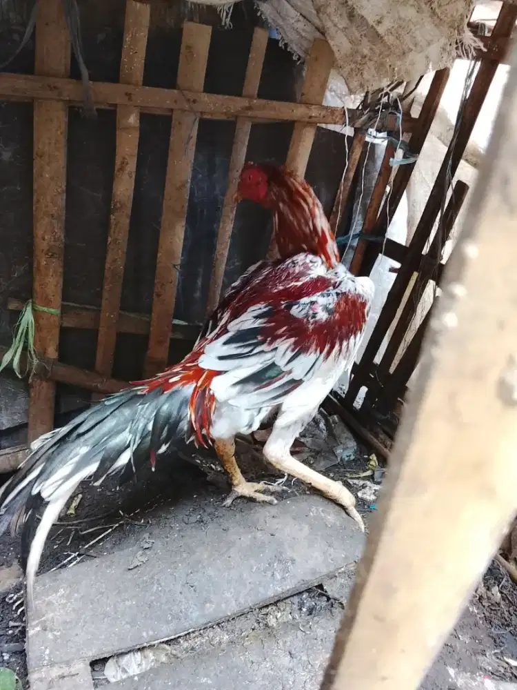 Ayam muda brumbun