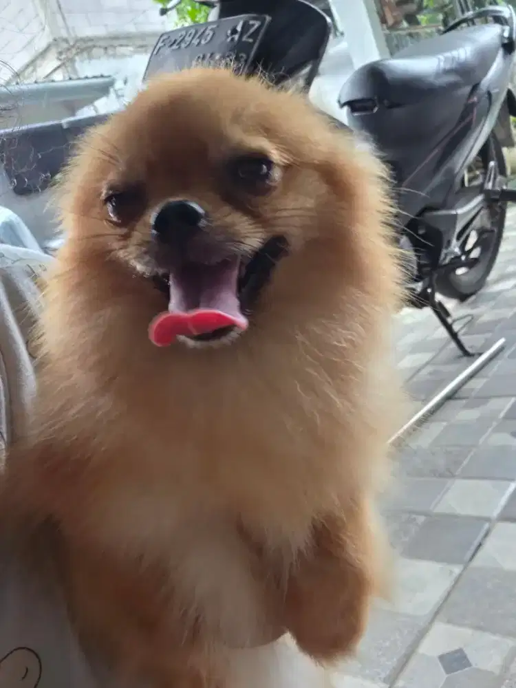 Anjing minipom , betina
