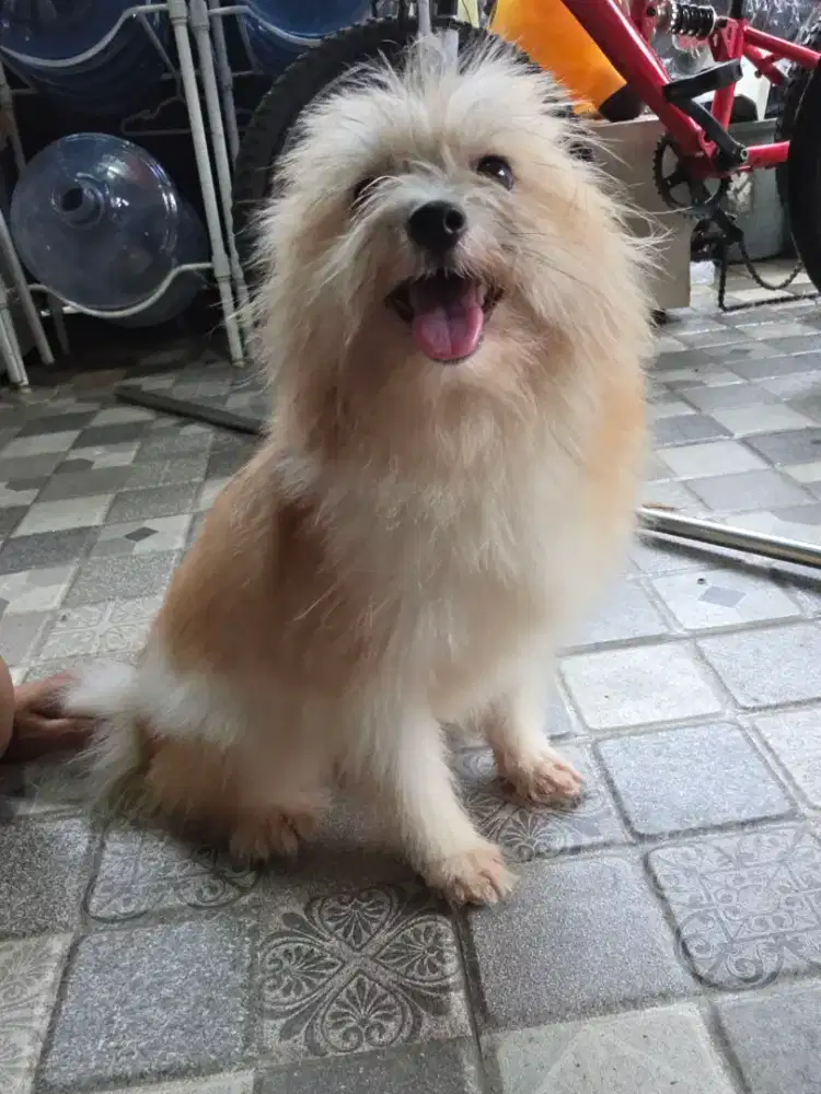 Anjing mix. Antara shitzu maltese dan poodle
