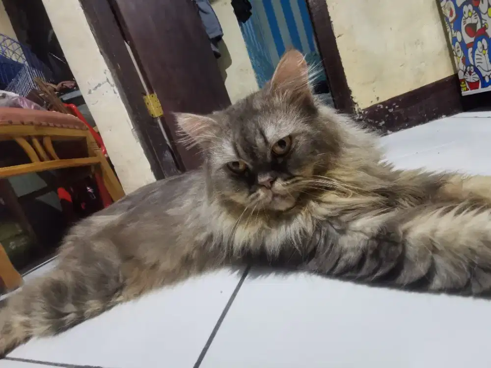 Kucing Persian big bone jantan..