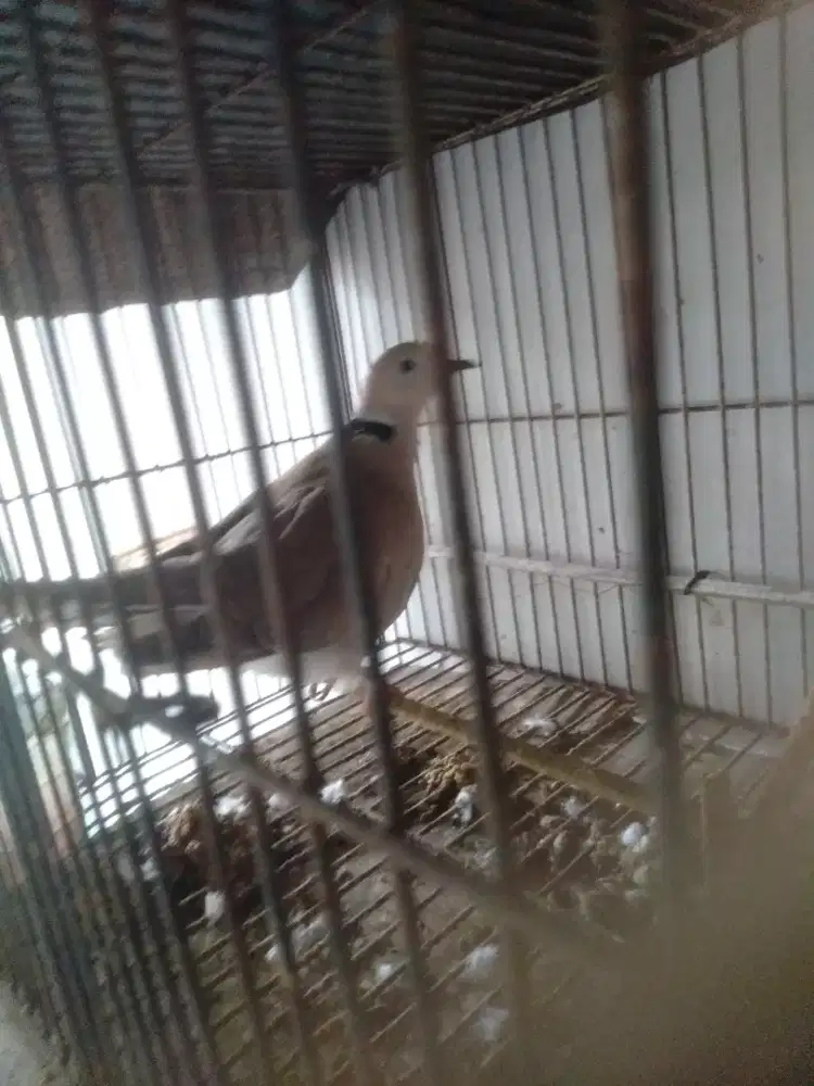 Burung puter pelung barter atau jual