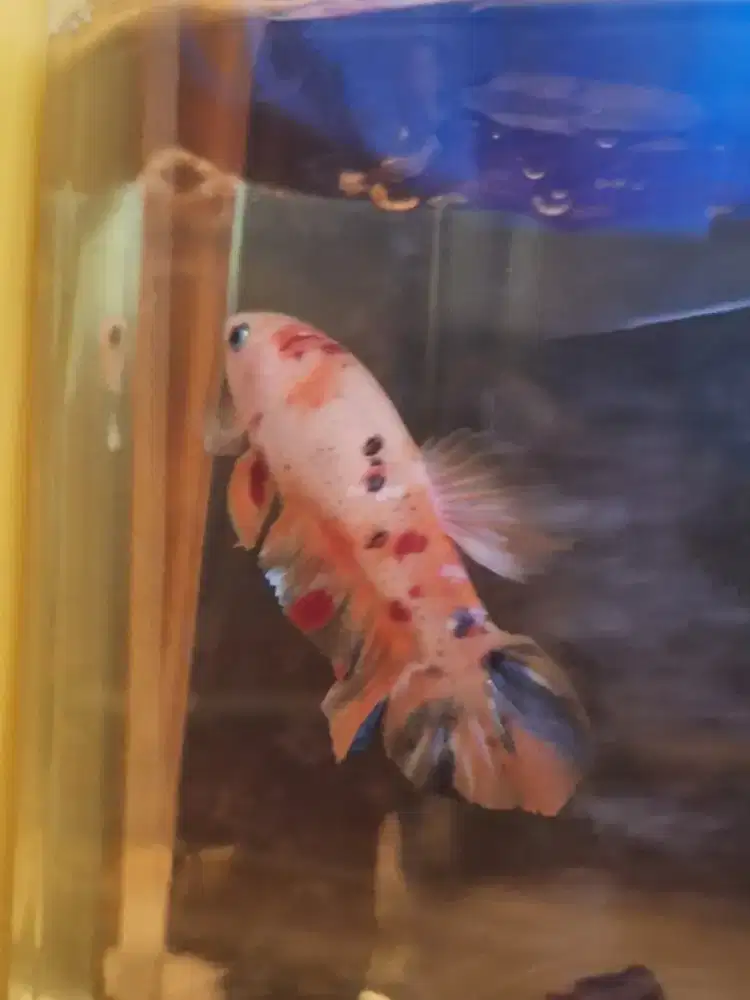 Ikan cupang male giant multi