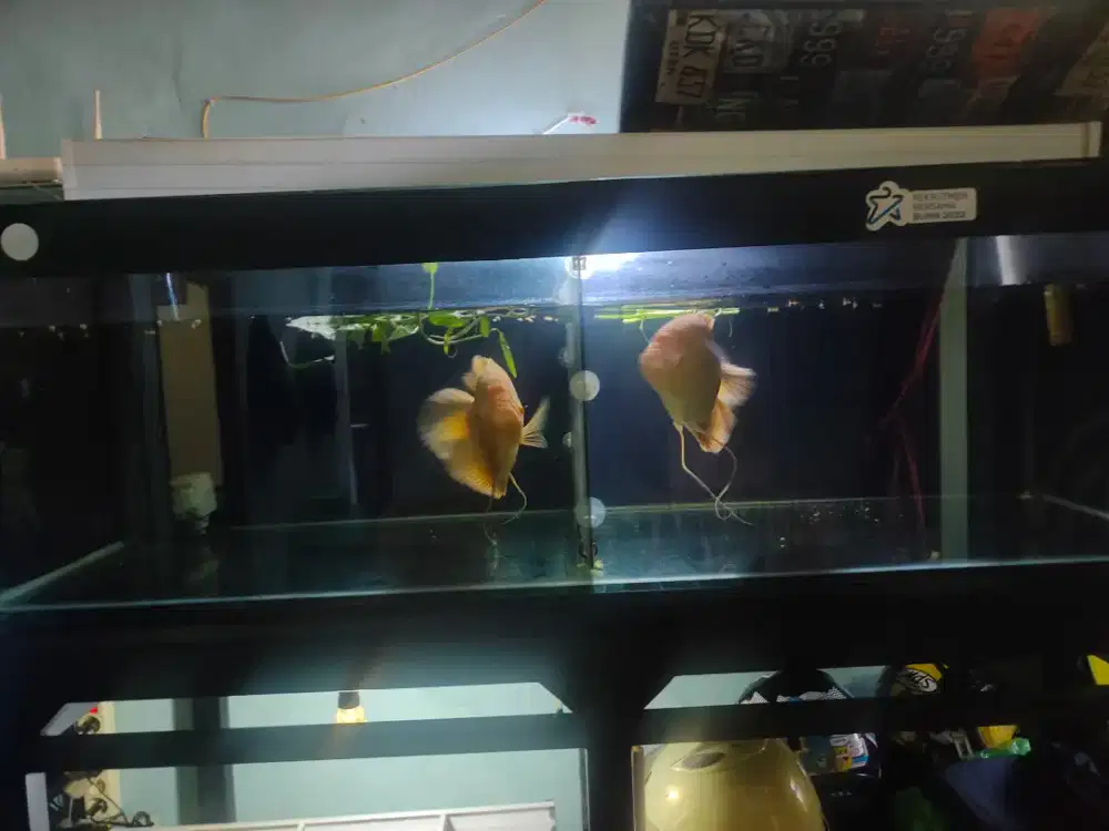 Di jual cepat ikan gurame albino mata merah import size 25cm Up