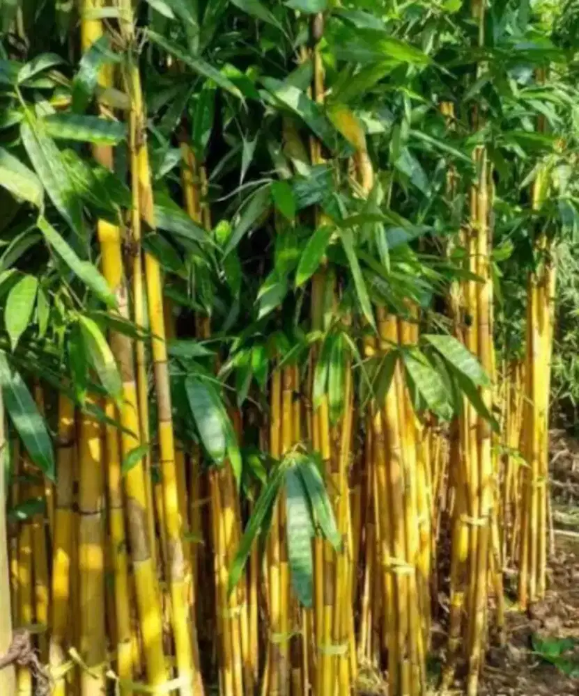 Tanaman Bambu Kuning - Bambu Panda