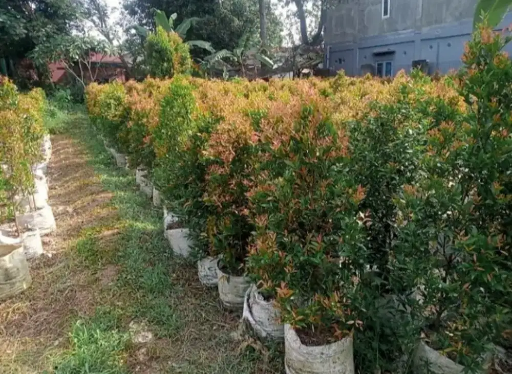 Pohon Pucuk Merah 1.5 meter