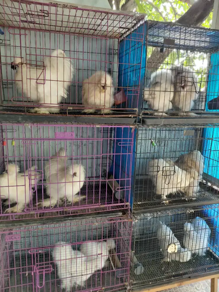 Ayam hias america silky