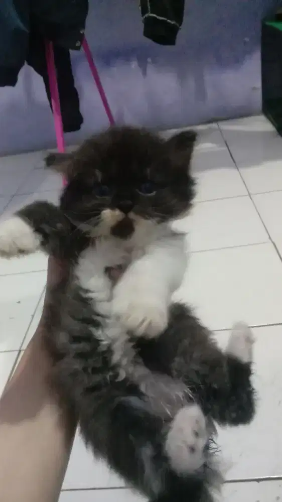 Open Adopsi Kucing Kitten