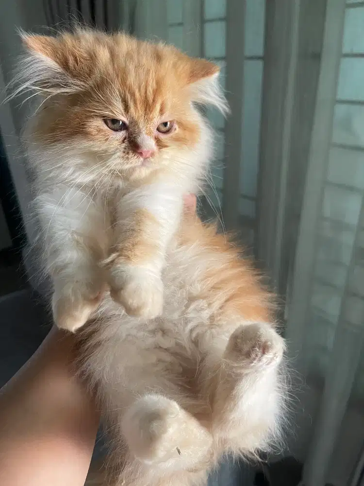 Lepas adopt kitten persian usia 3bln