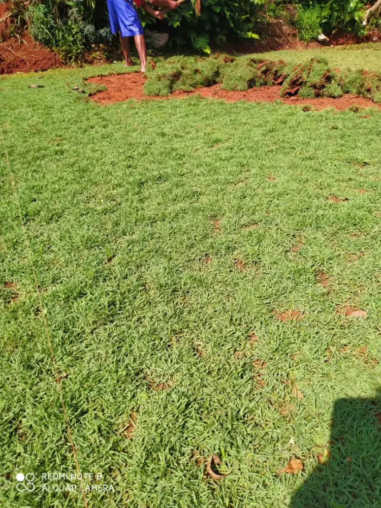 Rumput suwis, trima pemasngan