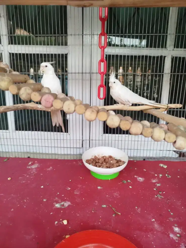 Falk sepasang albino mata merah