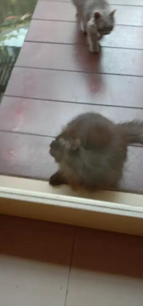 kucing persia jantan