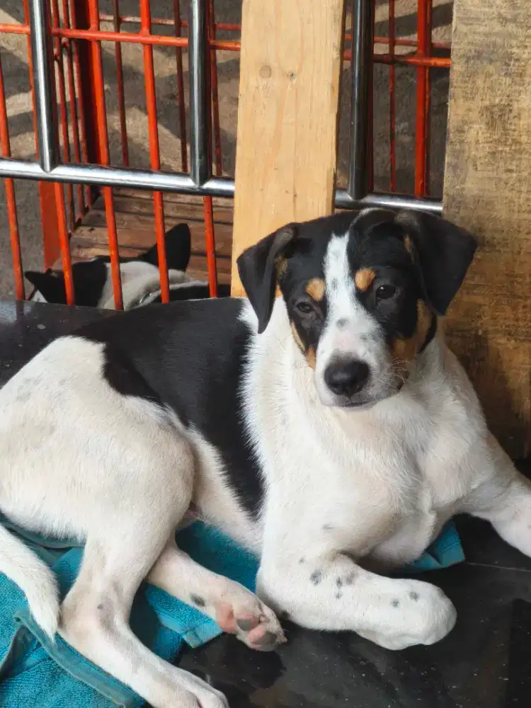 Jual cepat Sappy anak anjing 1.5bulan Warna Bulu Sapi