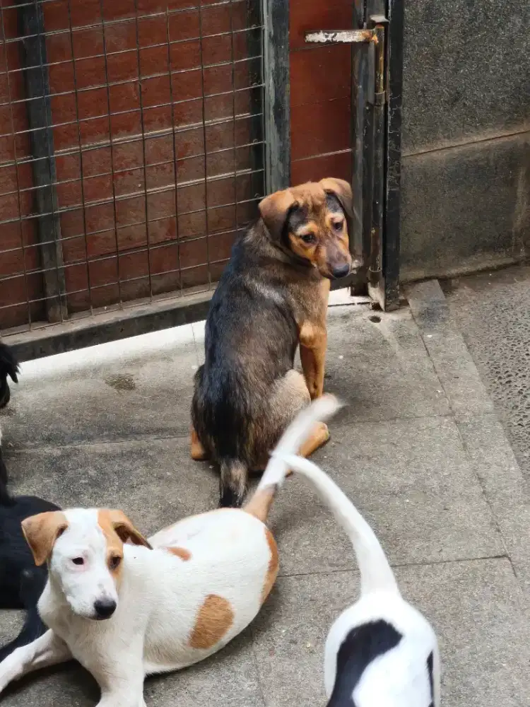 Jual cepat anak anjing Bulu Coklat