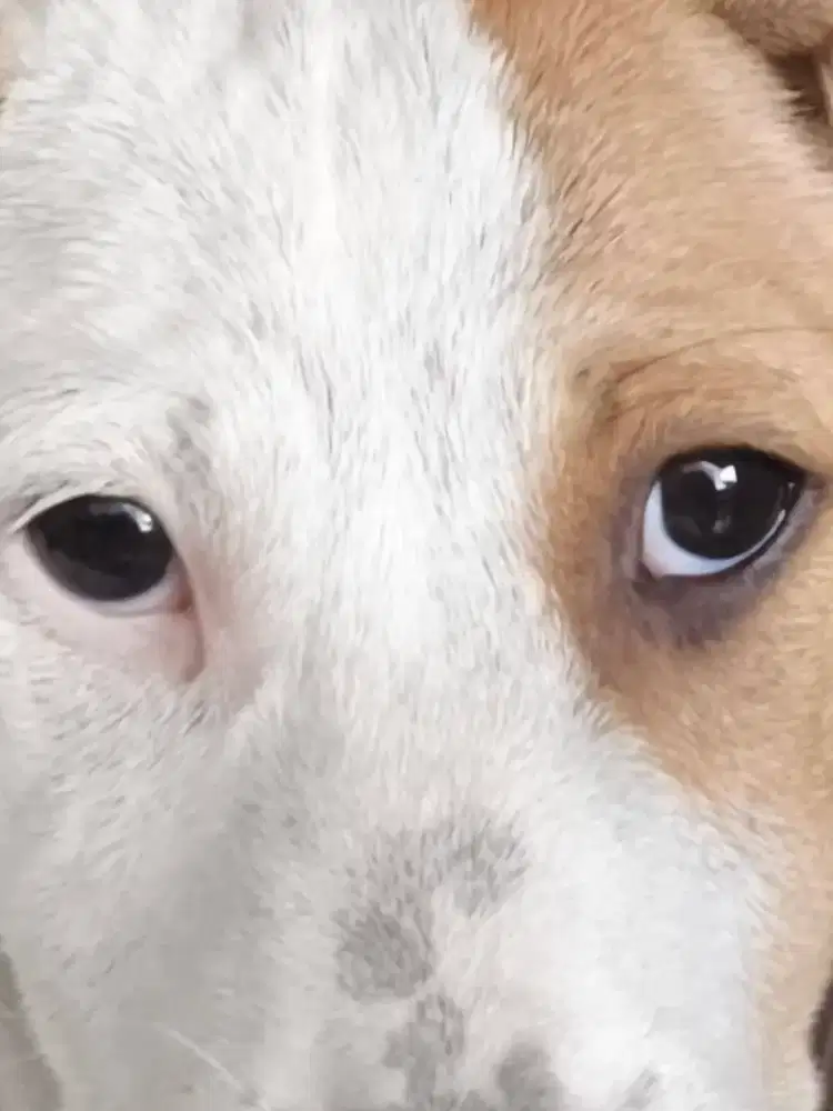 Jual cepat anak anjing 4 bulan