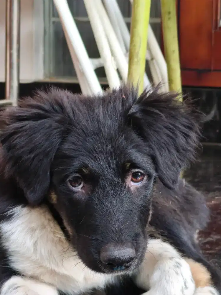 Jual cepat anak anjing Bulu Hitam putih