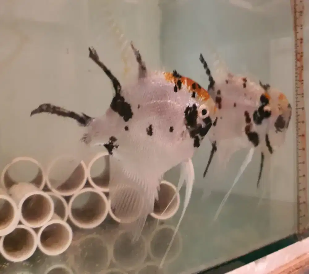 Ikan manfish 3 warna