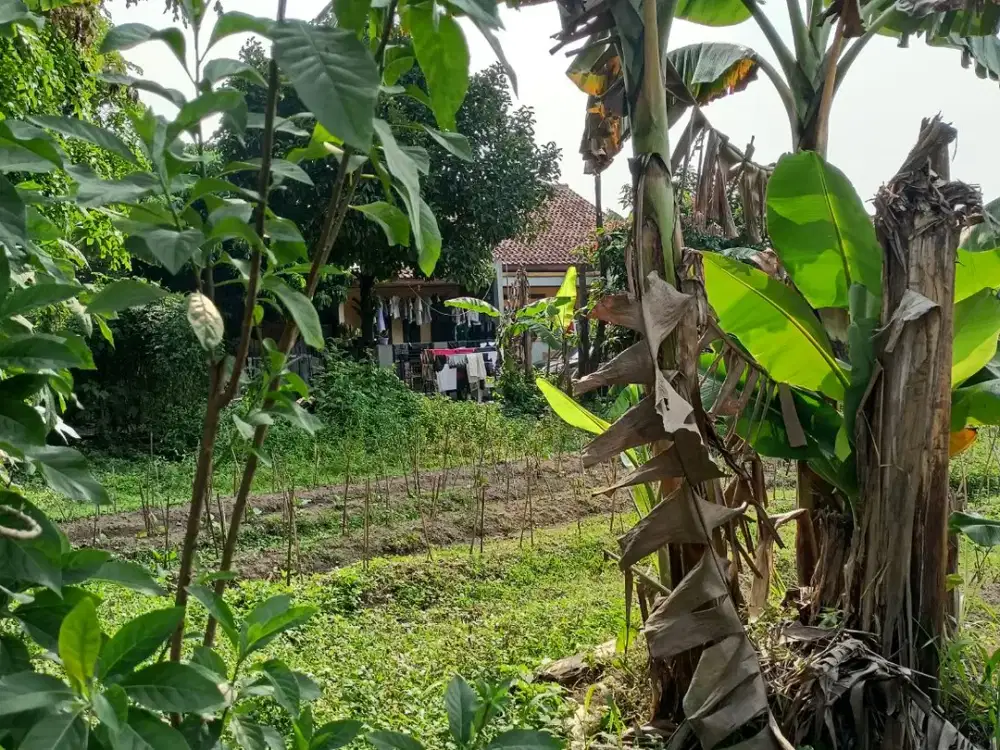 Kavling Strategis Ciomas 9 Menit Terminal Laladon Free SHM