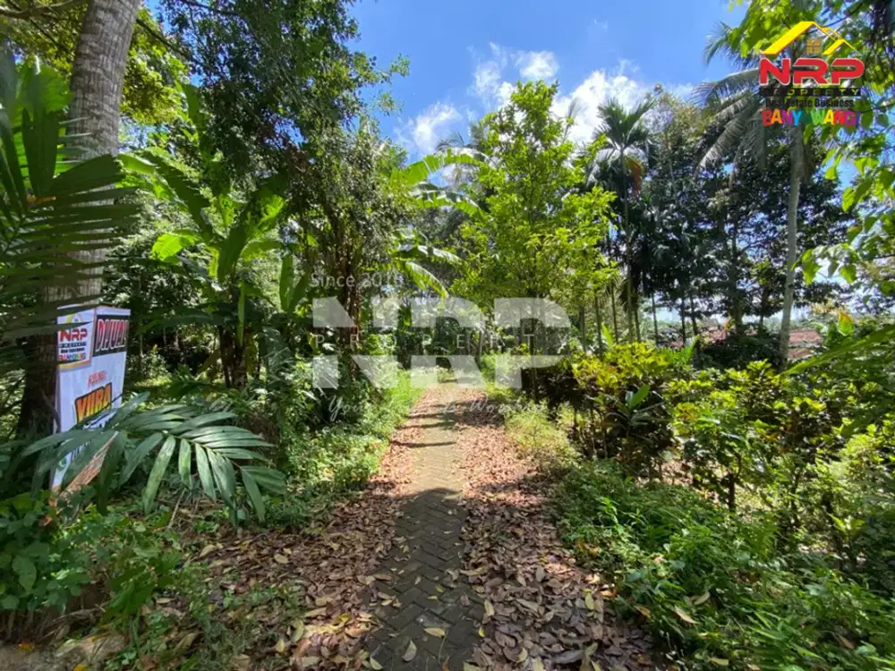 Dijual Tanah Kebun Salak di Desa Jelun, Glagah - Banyuwangi