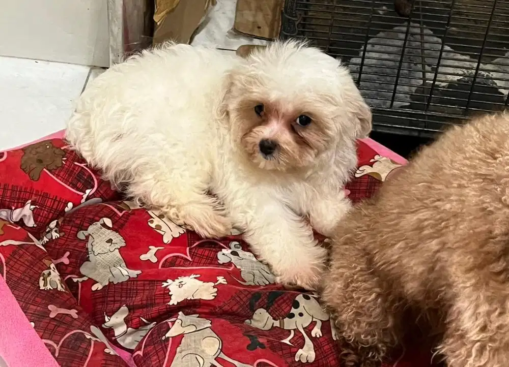 Baby maltipoo betina cantik