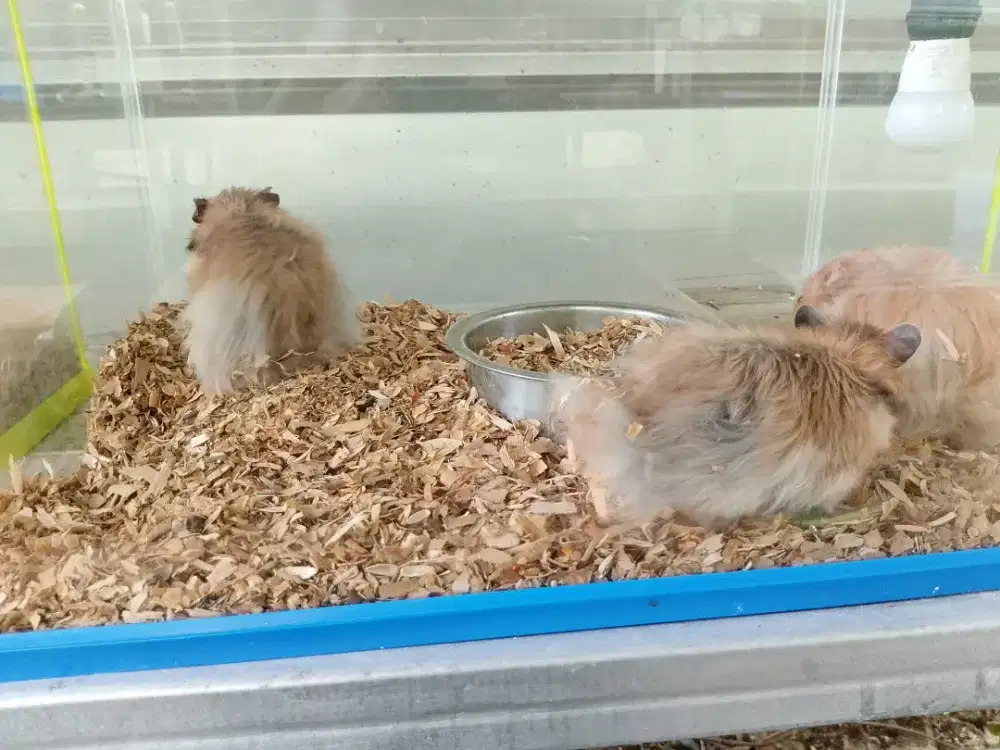 Jual hamster syrian long hair /short hair