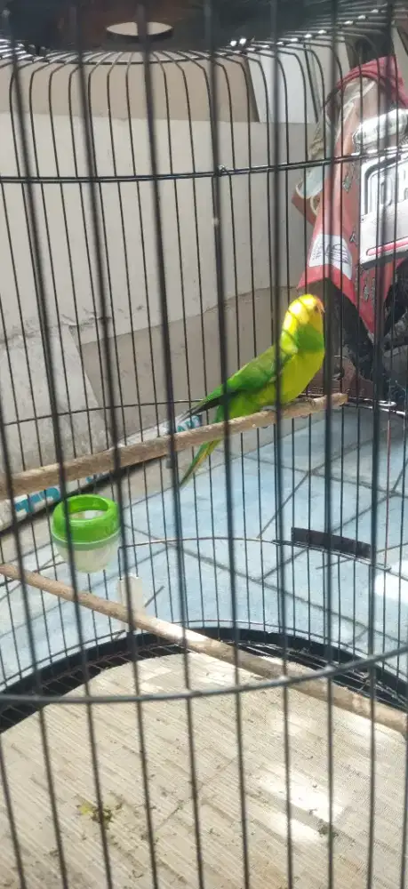 Jual Murah Perkici Pantai