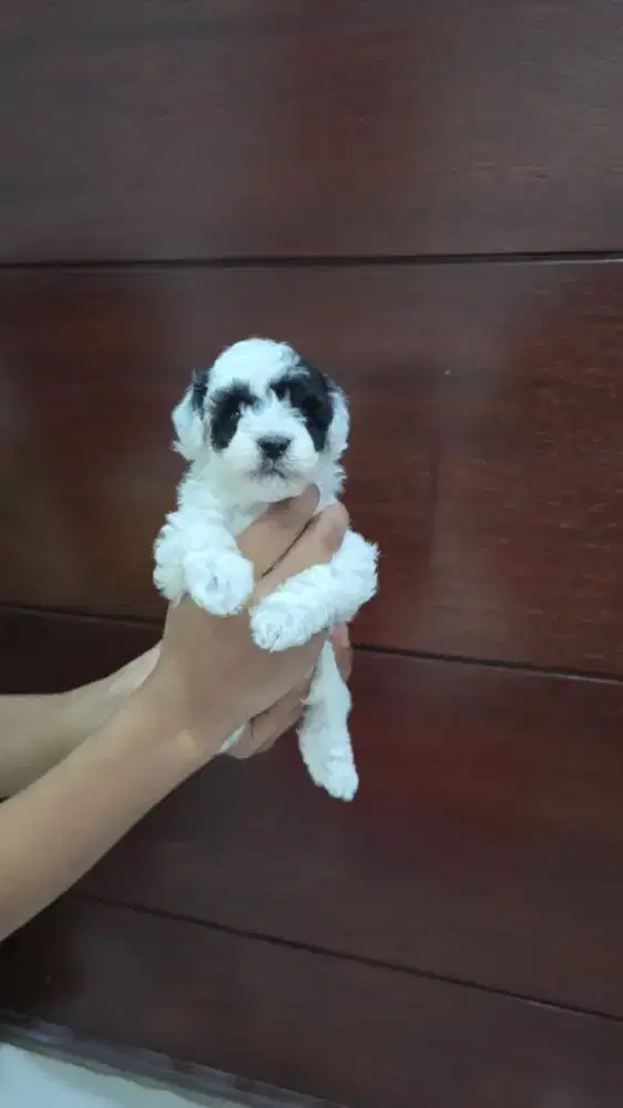 New Poodle puppy (betina n jantan) dijual