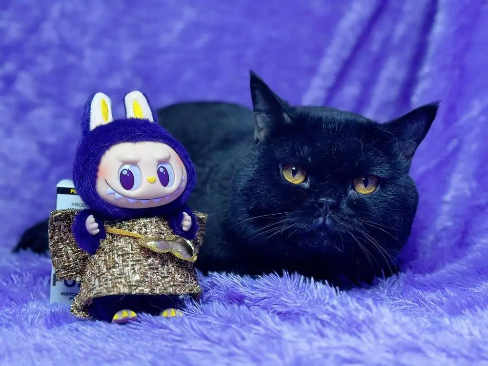 Kucing British Shorthair BSH WCF