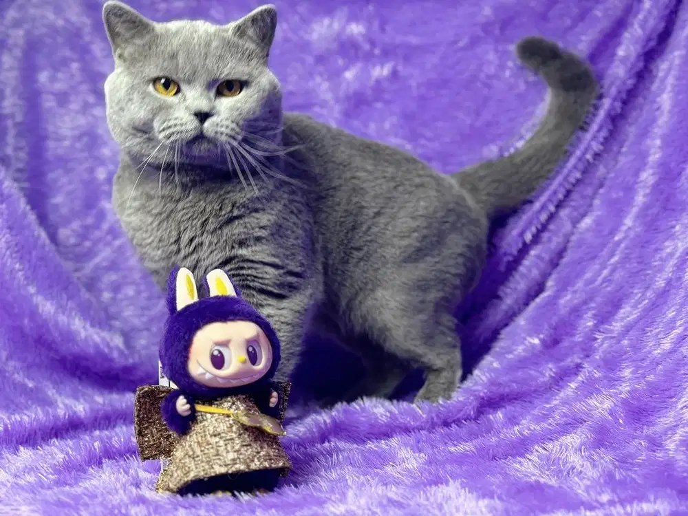 Kucing British Shorthair Jantan Ped WCF