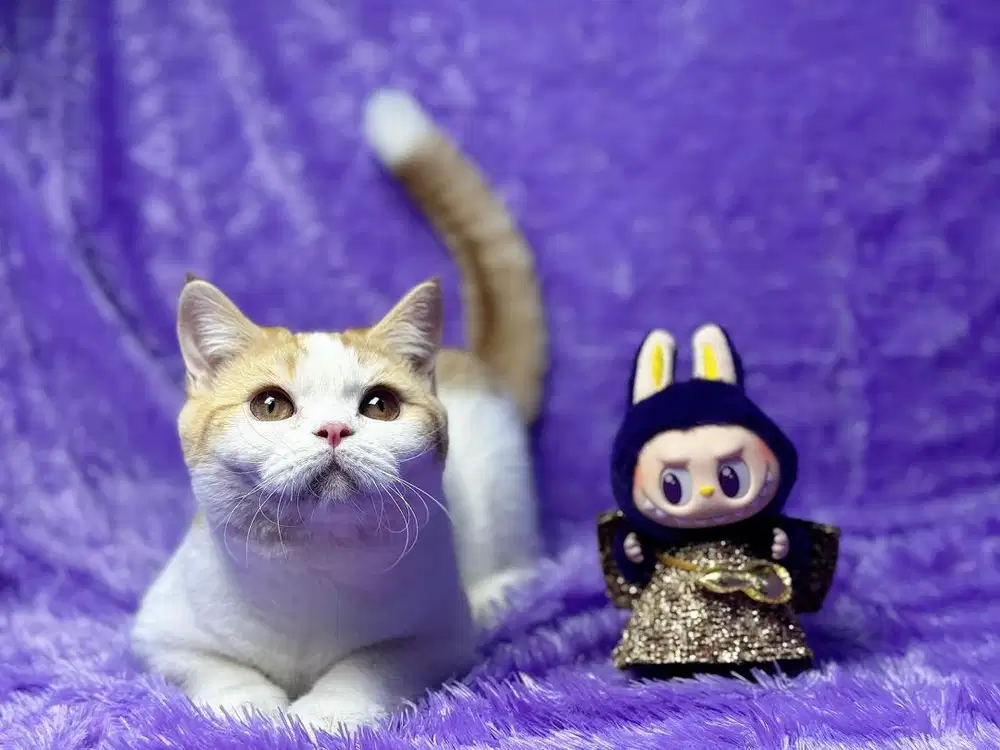 Kucing BSH Bicolour Red Jantan Ped WCF