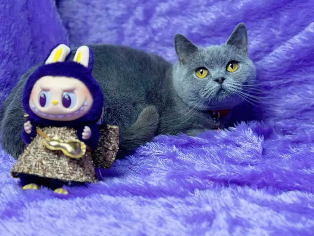 BSH Betina Ped WCF Blue Solid Female