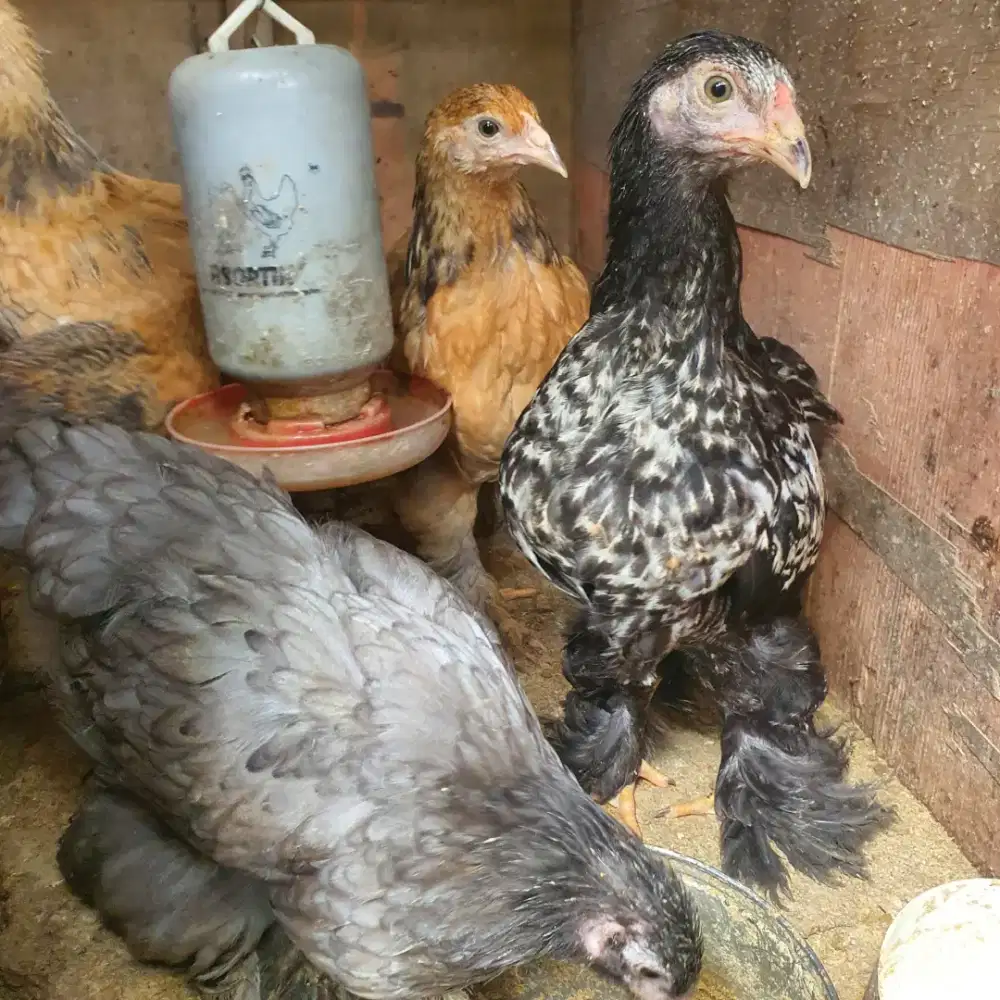Jual Ayam Brahma