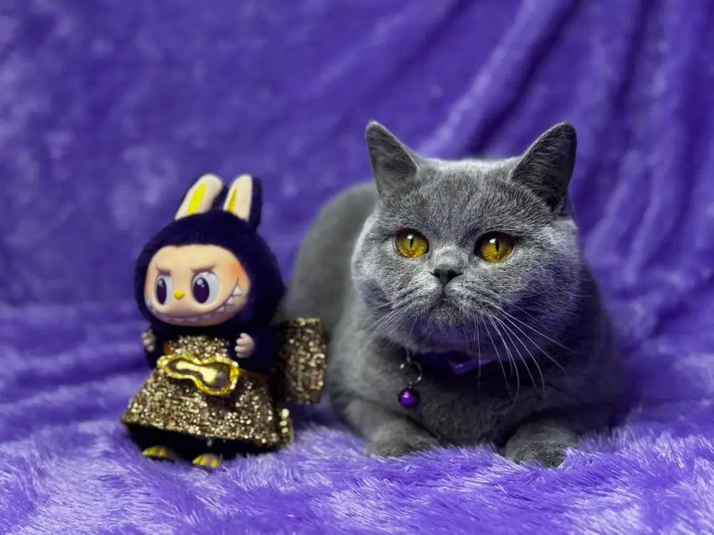 Kucing BSH British Shorthair WCFBetina