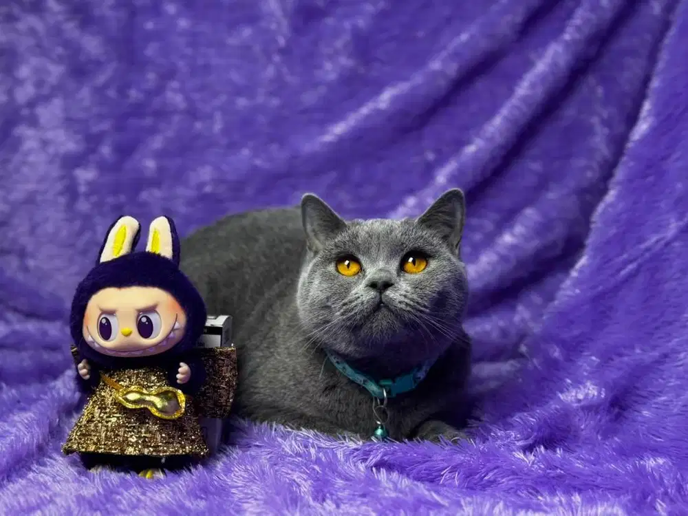 Kucing British Shorthair BSH Betina WCF