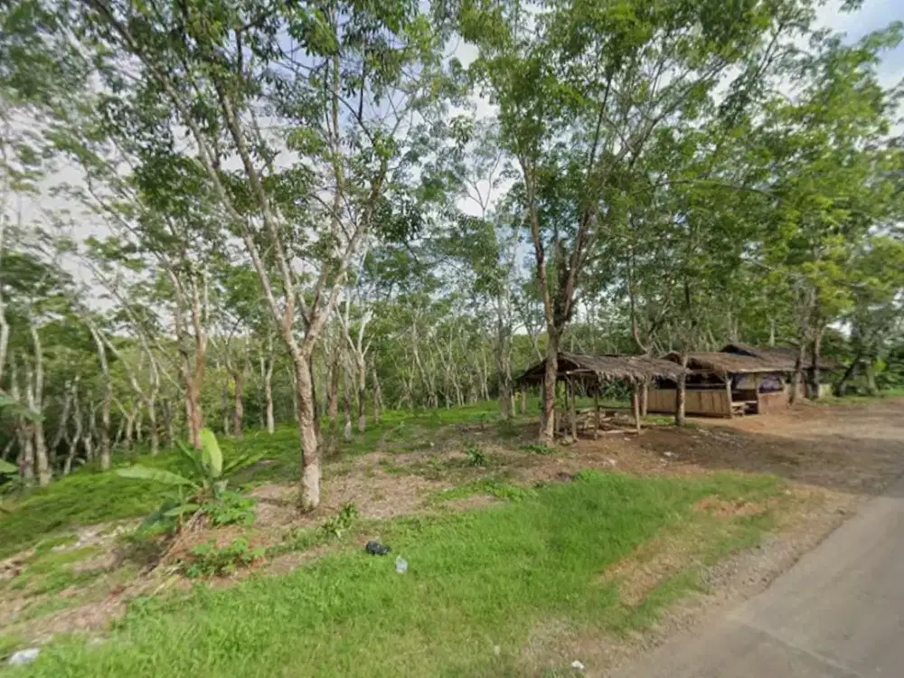 Kebun Karet Dijual di Ciamis Luas 71 Ha, Murah Jual Cepat