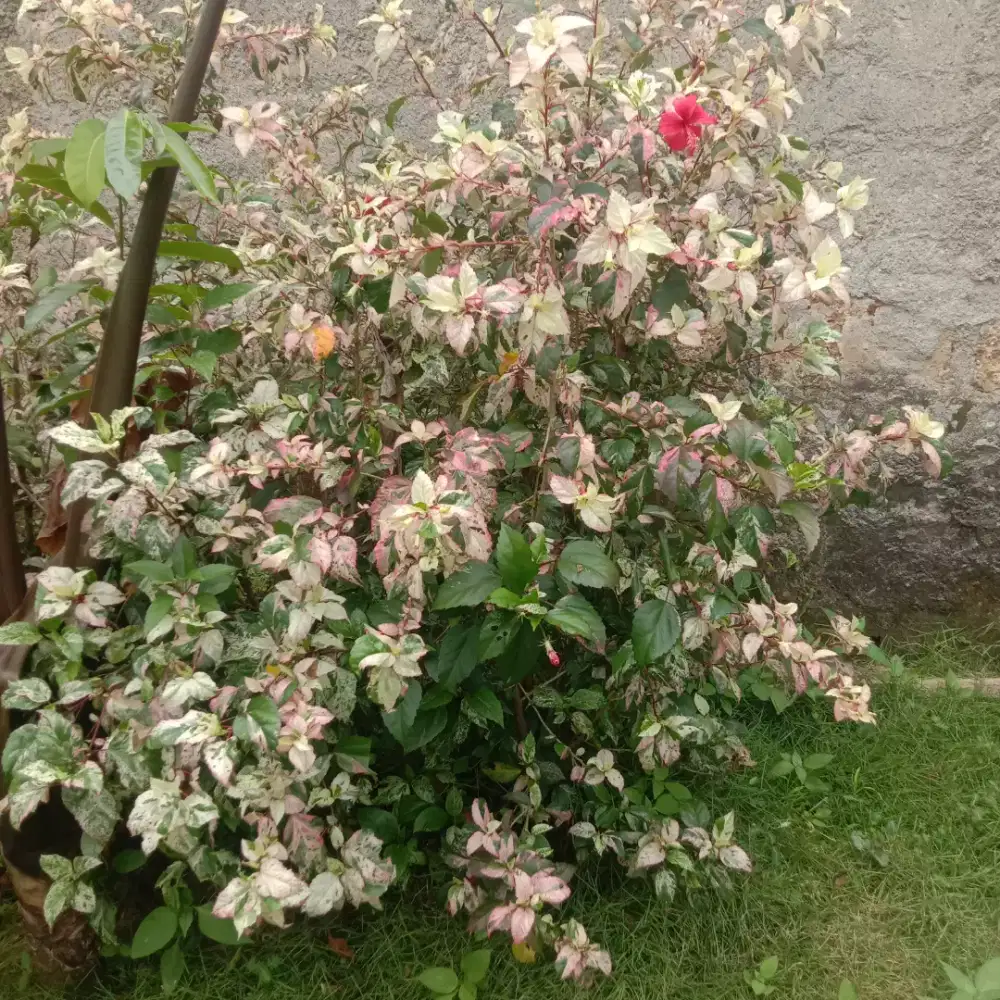 Tanaman bunga kembang sepatu varigata