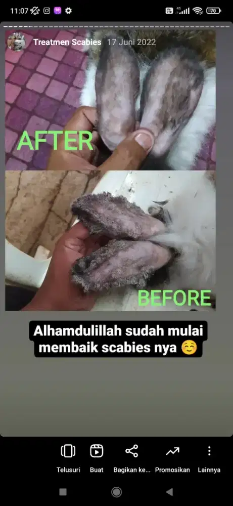 Rawat inap kelinci Scabies 10 hari dijamin rontok scabiesnya
