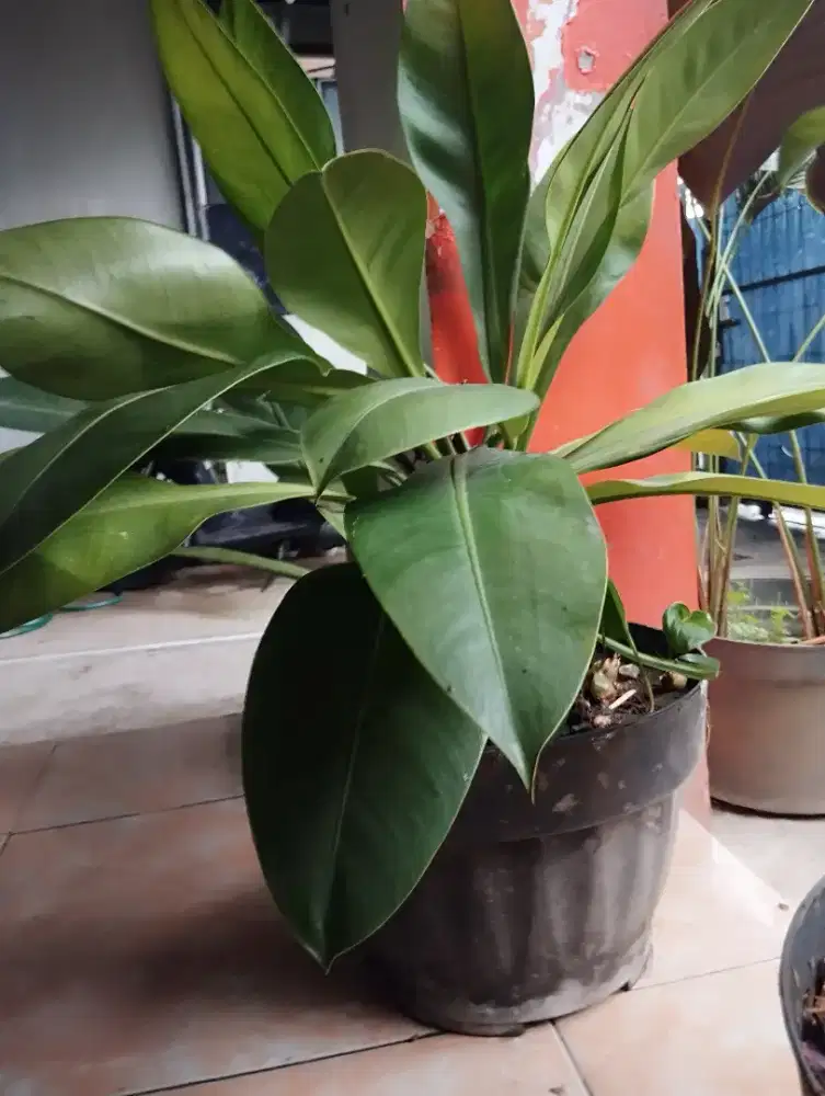 Tanaman hias antarium