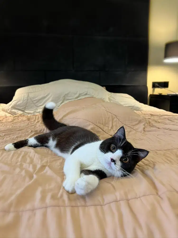 Kucing British Shorthair MALE BSH SF