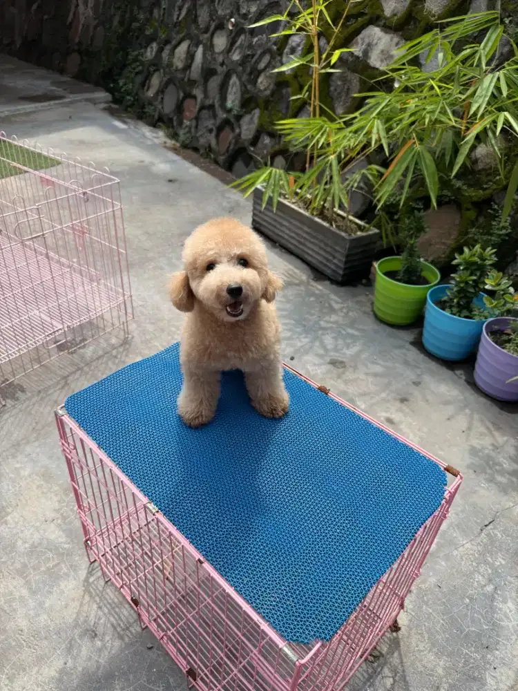 Poodle pure betina mumer