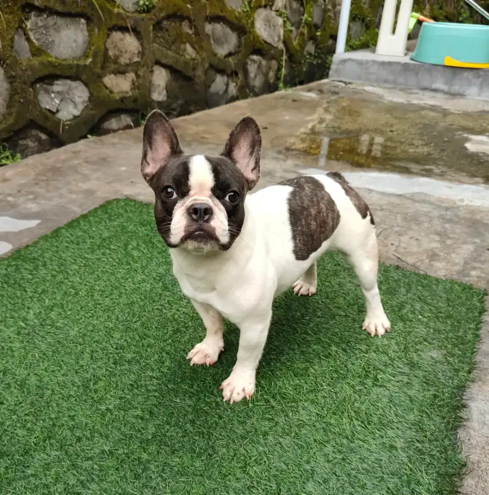 French bulldog betina mumer